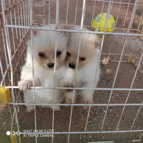 Lulu da pomerânia