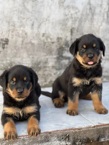 Vendo