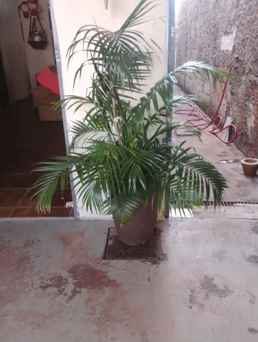 Palmeira Natural Completa com Vaso