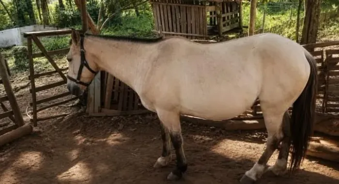 égua troca por carneiro/Cabrito