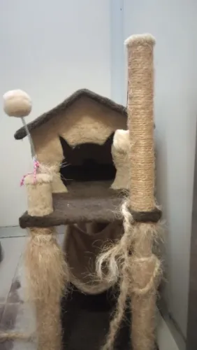 Casa de gatos