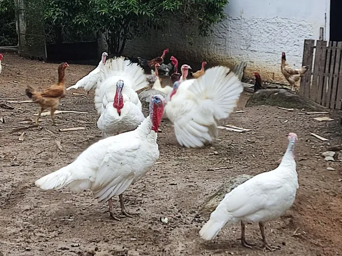 Perú branco 