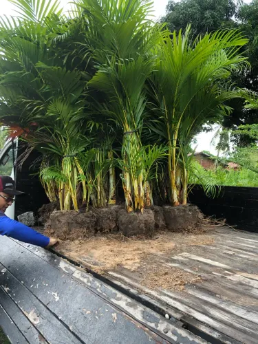Palmeira areca bambu