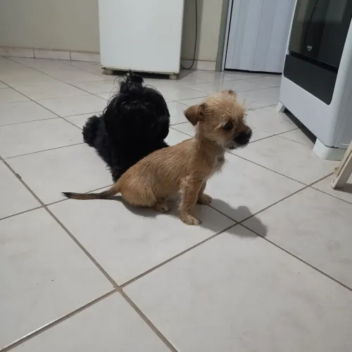 Cachorro 