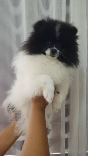 Linda Fêmea de Spitz alemão anão bicolor