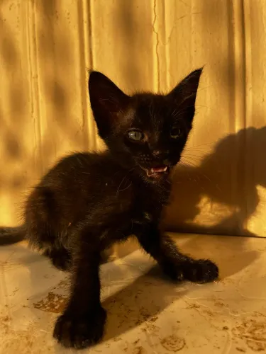 Gatinhas para doação 