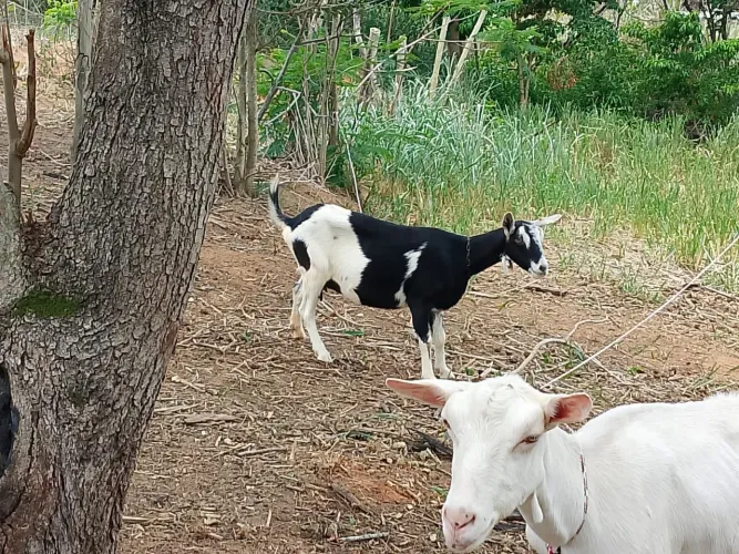 Lote cabras leiteiras