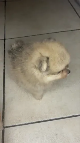 Spitz alemão 