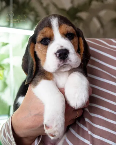 Beagle Filhote - Muito Inteligente