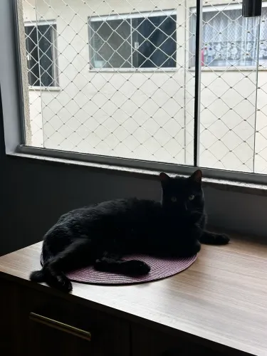 Gatinho preto