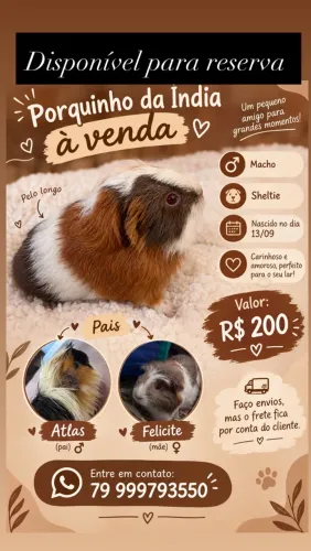 Porquinho da índia 