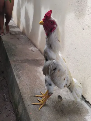 Vendo galo mura