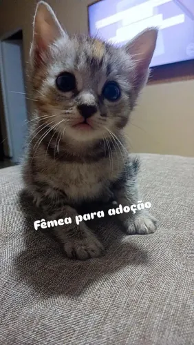 Gatinha para adoção