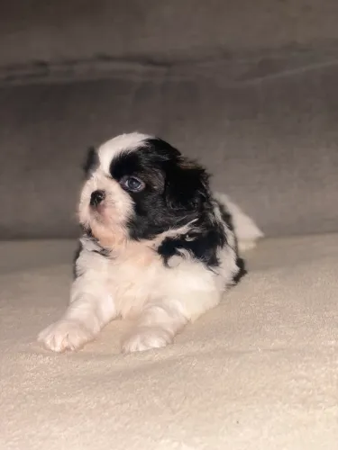 Shih tzu macho à venda
