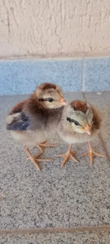 Pintinhos Mini Cornish Selecionados