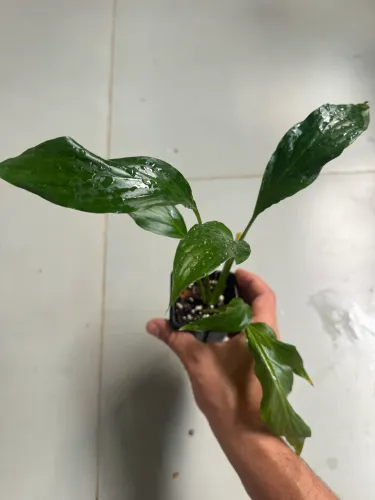 Muda de lirio da paz