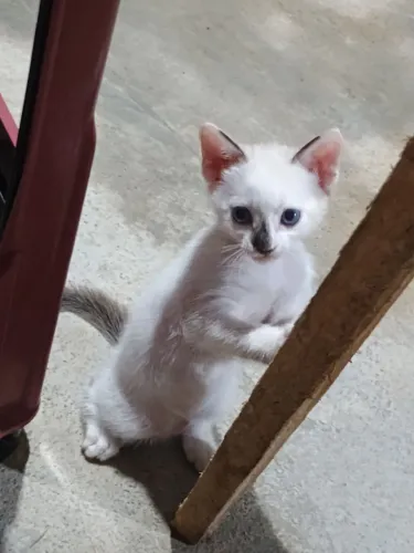 Doando essa gatinha linda 