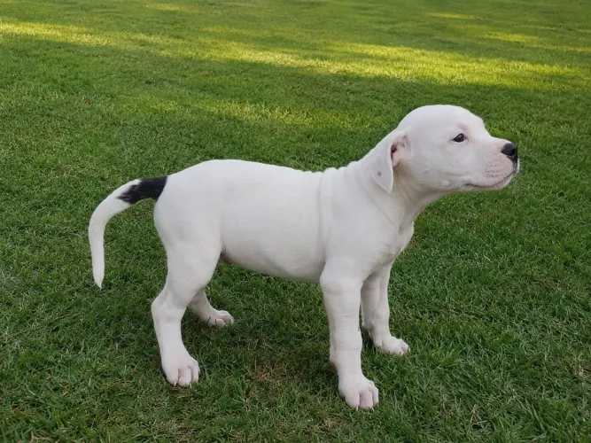 Dogo Argentino filhotes MACHOS