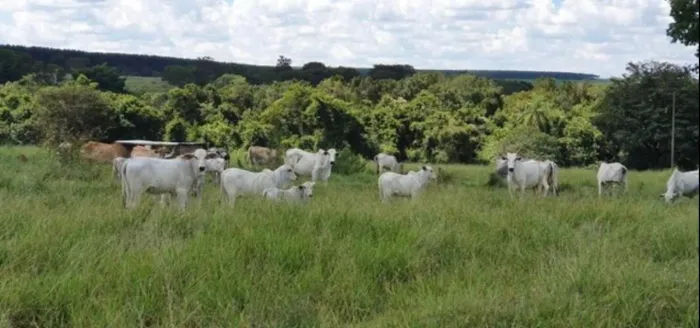 Fazenda à venda na Zona Rural em Uberlândia/MG