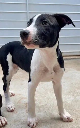 Filhotes Pitbull