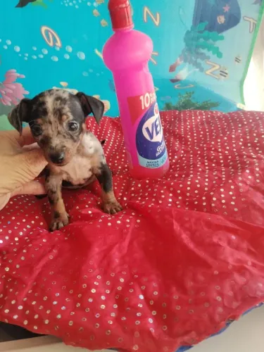 PINCHER BLACK MERLE MACHO