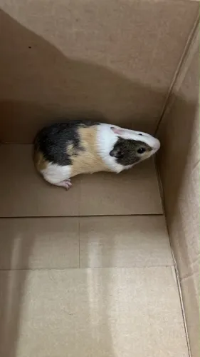 Porquinho da índia
