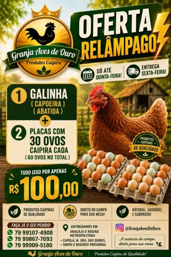 COMBO: 1 GALINHA + 60 OVOS