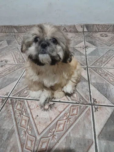 Shih tzu