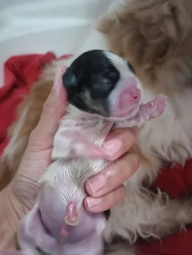 Lindos filhotes de shih tzu disponíveis para reserva