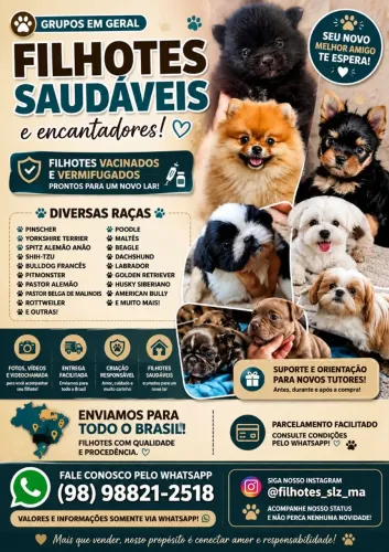 Filhotes disponíveis, me chame clicando Aqui...