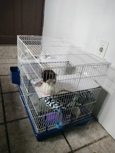 Vendo gaiola espaçosa com 4 ratas dumbo fêmeas 