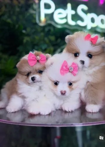 Olha elas !!! Beleza Pura !!! Spitz alemão 