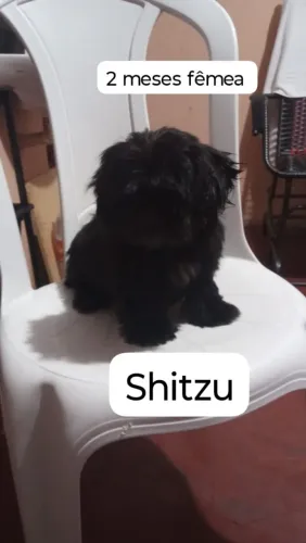 Cachorro fêmea Shitzu