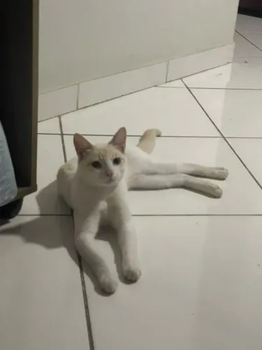 Doação responsável!! Gato Branco SRD