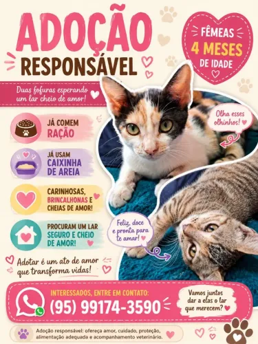Gatos filhotes para doação