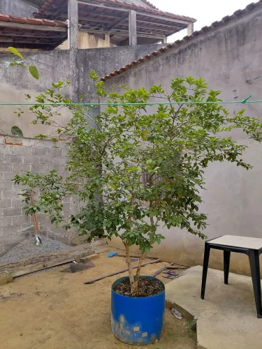 Araçauna 