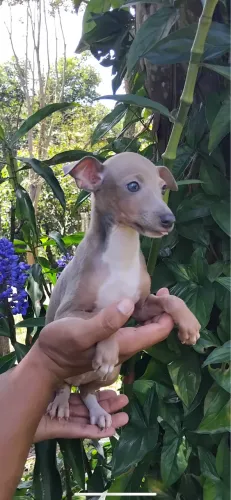 Galgo italiano macho