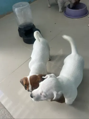 Jack Russel