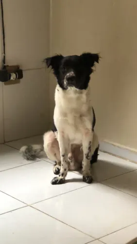 Adoção Urgente !
