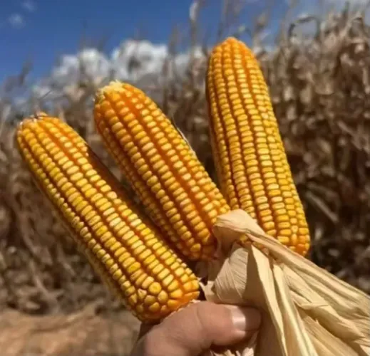 Venda de Milho,Quirela de milho moído, Farelo de Soja direto da fazenda sem atravessadores