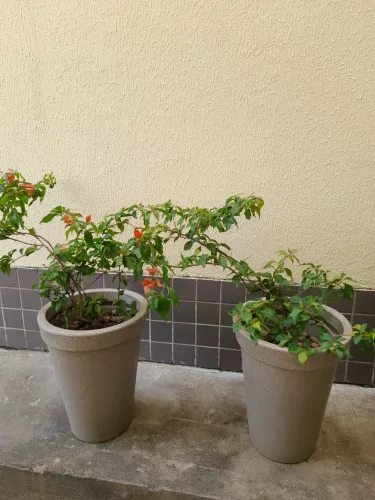 2 jarros de fibra grande com bouganvilhe