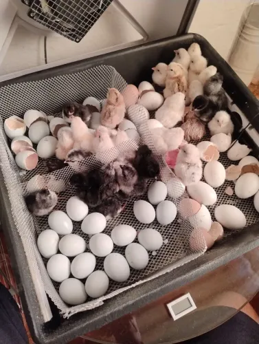 Pintinhos de ameraucana com poedeiras