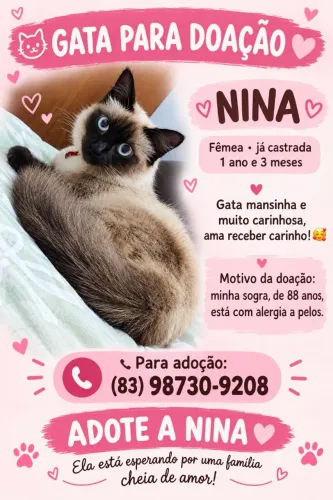 Gato doação
