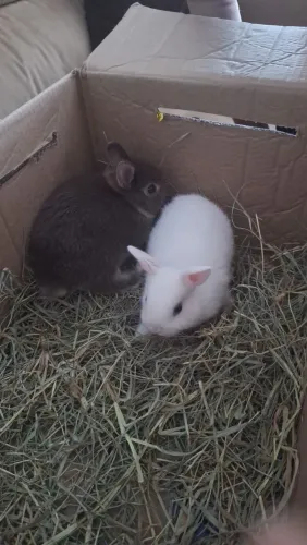 Casal de coelho anão Netherland Dwarf + cercado e casinha