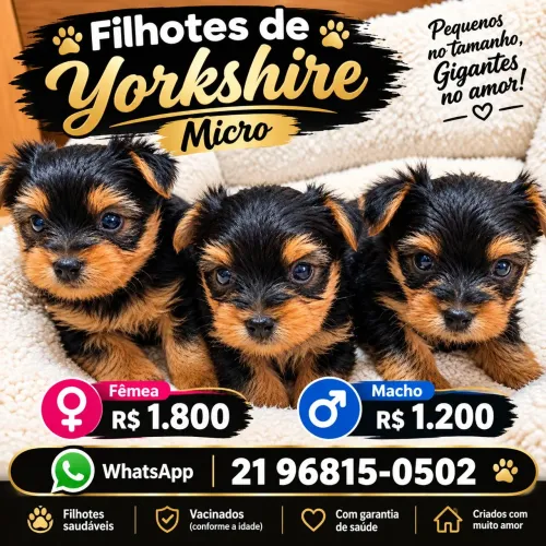 Yorkshire micro macho e fêmea raça pura lindos