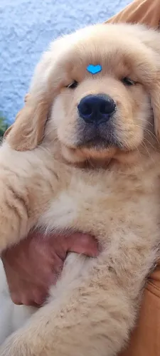 Fofuras de filhotes Golden Retriever