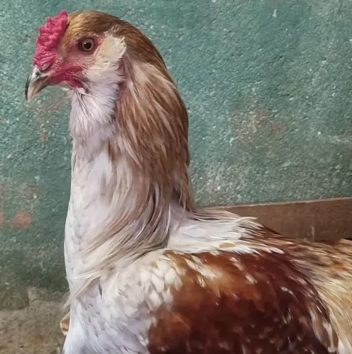 Ovos Ameraucana dúzia