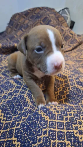 Filhotes de Pitbull 