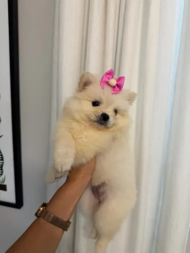 SPITZ ALEMÃO