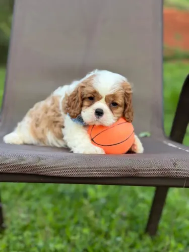 CAVALIER KING CHARLES ENCANTADORES!!!